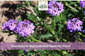 Glandularia bipinnatifida Seeds – Dakota Vervain Native Wildflower with Purple Flowers for Pollinator & Prairie Gardens