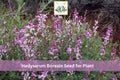 25 Hedysarum boreale Seeds | Utah Sweetvetch Native Wildflower with Pink Purple Flowers for Garden & Prairie Planting