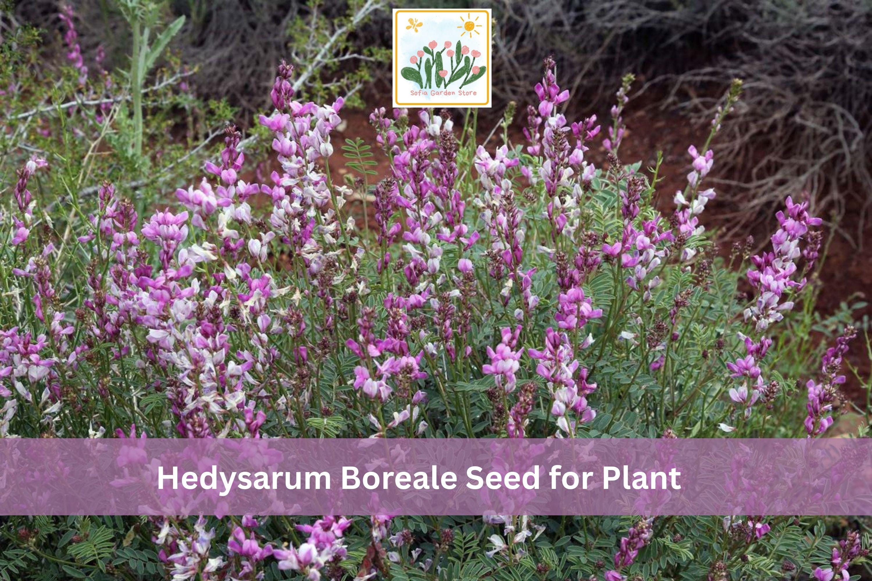 25 Hedysarum boreale Seeds | Utah Sweetvetch Native Wildflower with Pink Purple Flowers for Garden & Prairie Planting