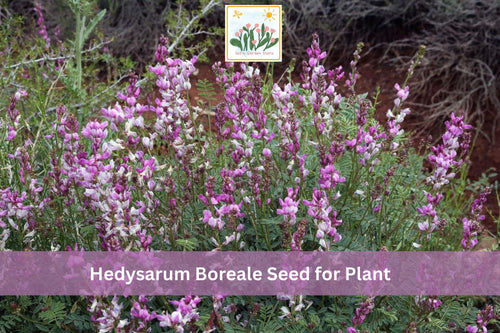 25 Hedysarum boreale Seeds | Utah Sweetvetch Native Wildflower with Pink Purple Flowers for Garden & Prairie Planting