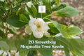 20 Sweetbay Magnolia Tree Seeds Magnolia virginiana Ornamental Garden Landscape Planting