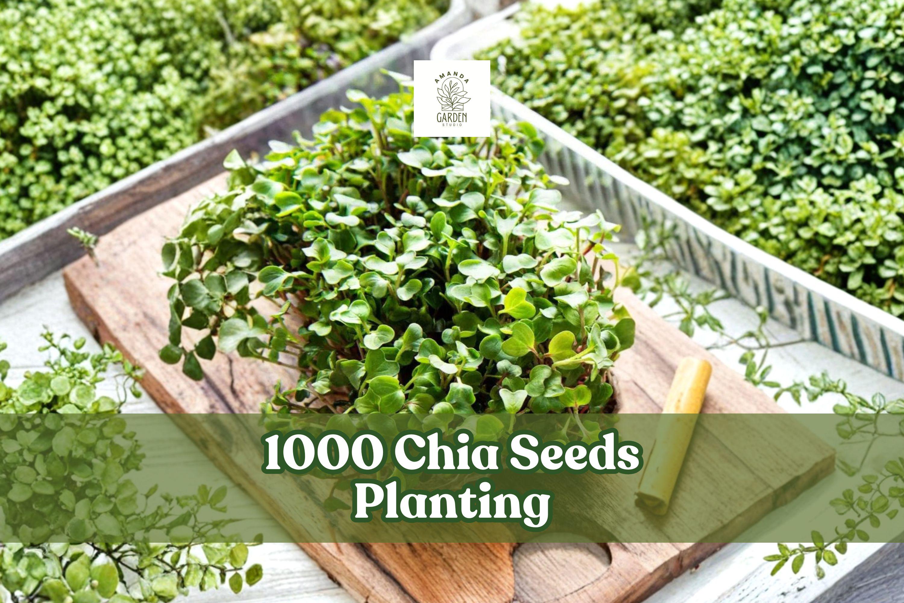 1000 Chia Seeds for Microgreens & Home Garden Growing, Salvia hispanica, Fast-Germinating Vegetable Seeds