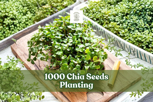 1000 Chia Seeds for Microgreens & Home Garden Growing, Salvia hispanica, Fast-Germinating Vegetable Seeds