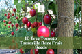 Tree Tomato Seeds, Tamarillo Seeds, Cyphomandra betacea, Exotic Fruit Plant for Warm Climates, Home Gardening