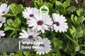 200+ White Cape Daisy Seeds, Osteospermum spp., White Flowers, Annual, Sun-Loving, Easy to Grow for Borders & Containers