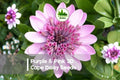 50+ Purple & Pink 3D Cape Daisy Seeds | Osteospermum 3D Series | Bi-Color Flower Seeds for Borders & Containers