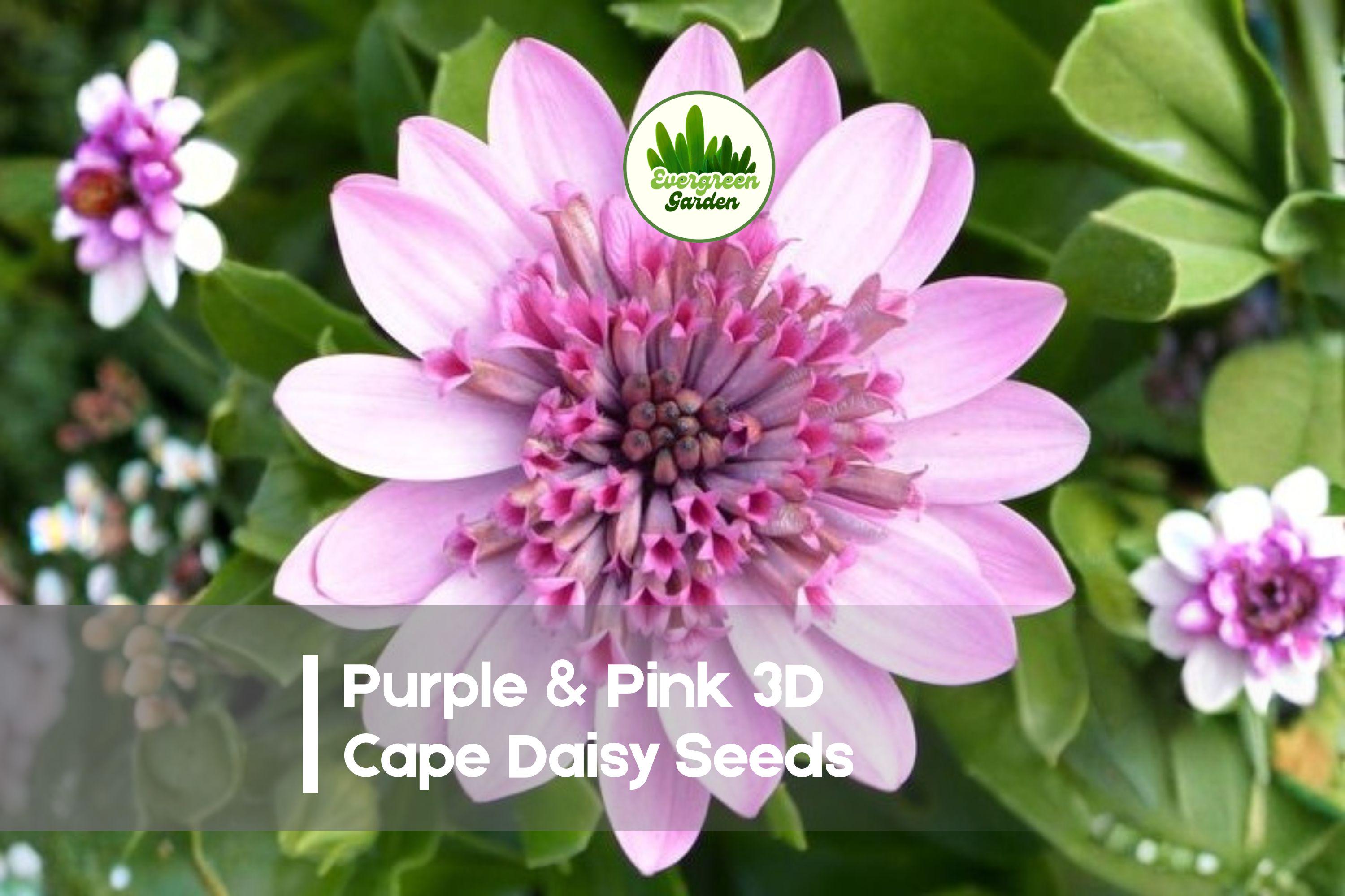 50+ Purple & Pink 3D Cape Daisy Seeds | Osteospermum 3D Series | Bi-Color Flower Seeds for Borders & Containers