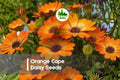 200+ Orange Cape Daisy Seeds | Osteospermum spp. | Bright Orange Blooms for Borders & Containers