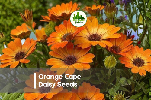 200+ Orange Cape Daisy Seeds | Osteospermum spp. | Bright Orange Blooms for Borders & Containers