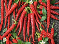 Red Cayenne Pepper Seeds – Heirloom Chili, Spicy Garden Vegetable, Long, Thin Fruits, Hot (25 Seeds)
