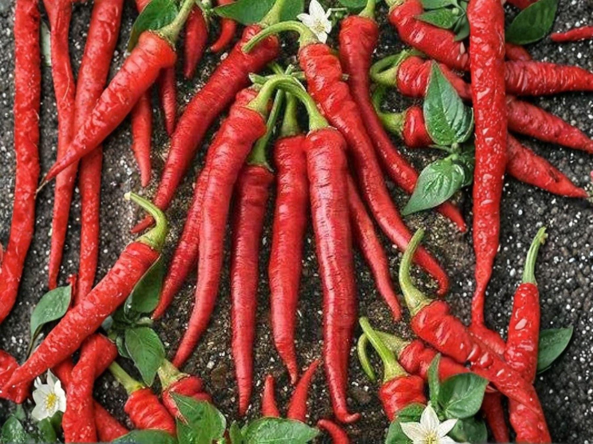 Red Cayenne Pepper Seeds – Heirloom Chili, Spicy Garden Vegetable, Long, Thin Fruits, Hot (25 Seeds)
