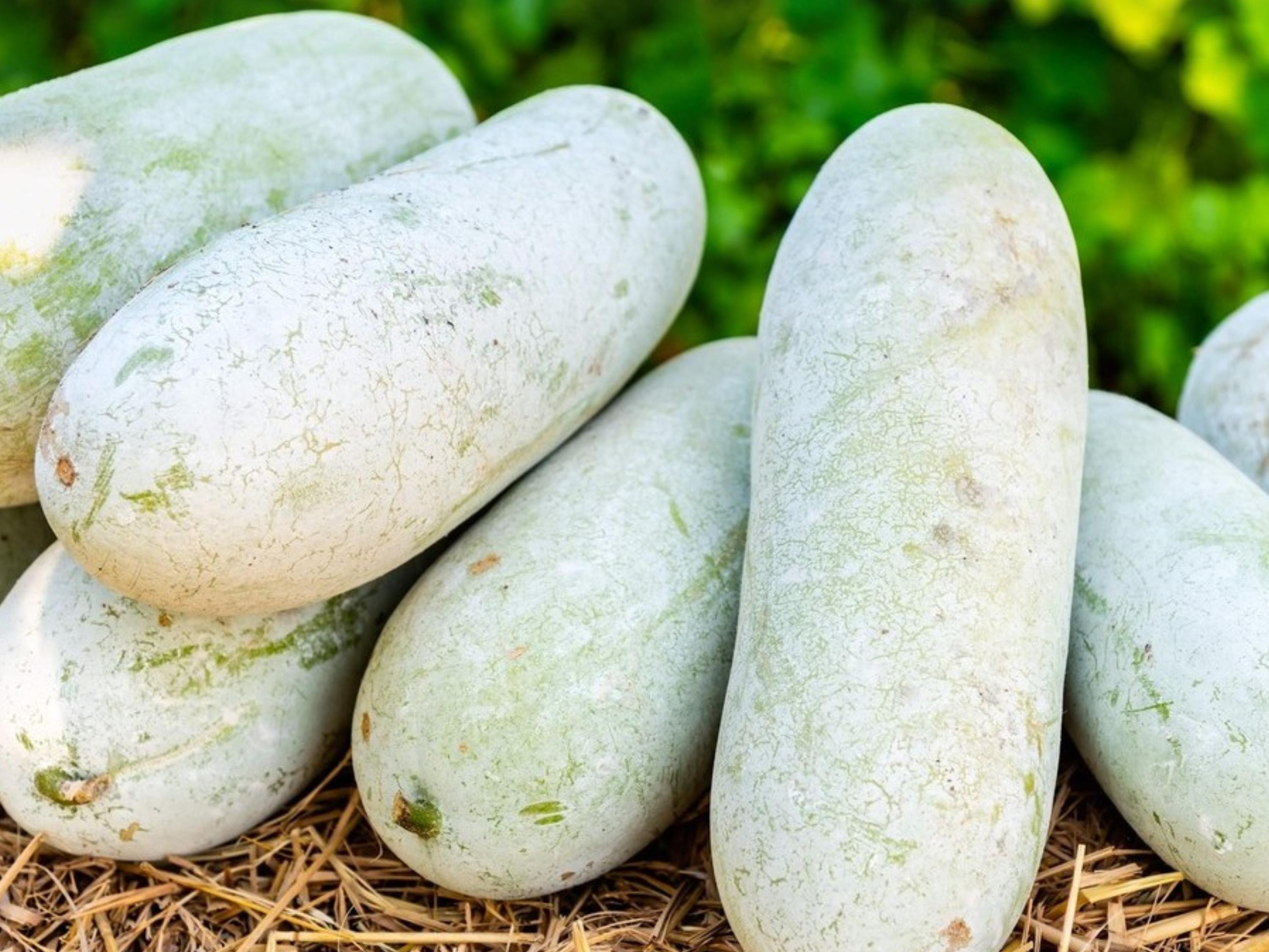 Wax Gourd Seeds | Winter Melon Vegetable | Benincasa hispida | Asian Cooking Gourd | 10 Seeds
