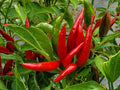 Thai Bird Chili Seeds - Heirloom Extra Hot Pepper, Small Upright Pods, Thai & Southeast Asian Cuisine, Capsicum annuum