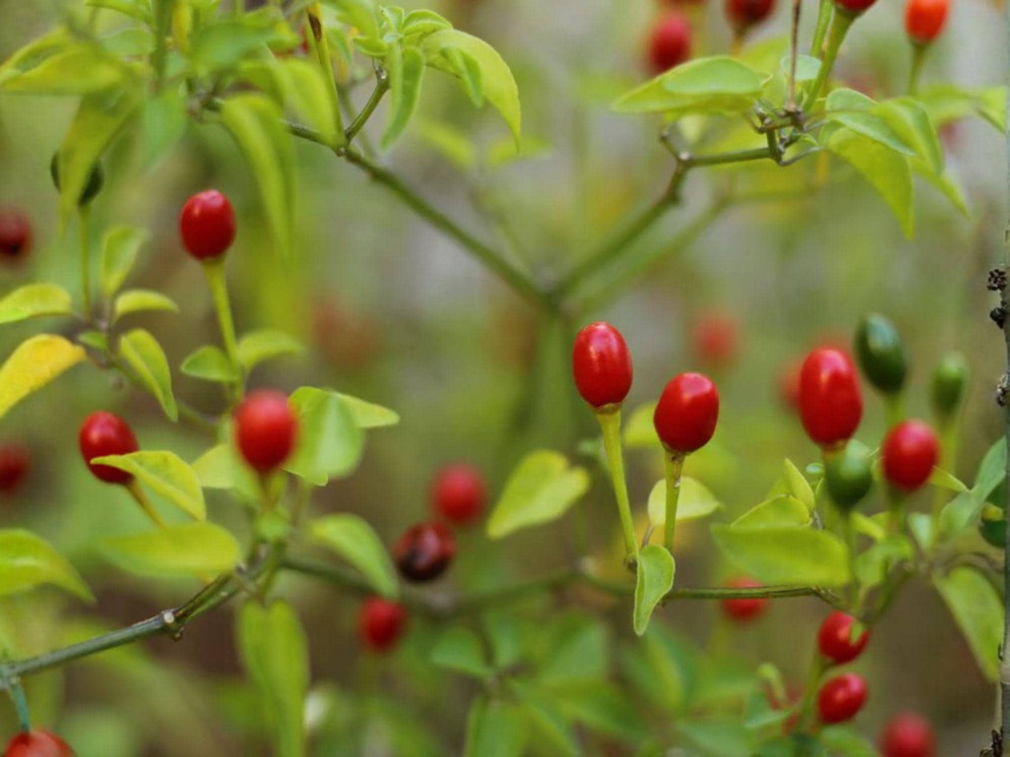 Chiltepin Pepper Seeds – Wild Heirloom Chili, Extra Hot, Small Round Berries, Capsicum annuum