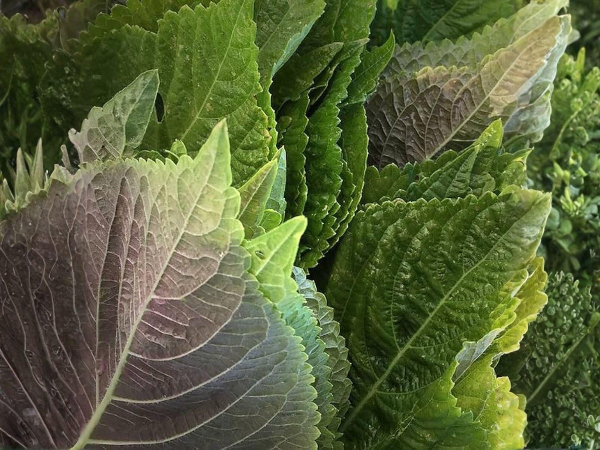 Korean Perilla Shiso Seeds – 500 Seeds, Aromatic Asian Culinary Herb, Easy to Grow, Green Leaves, Ssam Ip, Basil Mint Citrus