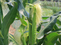 Popcorn Seeds | Japanese Hulless White Corn | White Kernel Garden Corn | Vegetable Seeds (50 Seeds)
