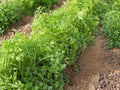 Curled Garden Cress Seeds, Leafy Annual Vegetable, 800 Seeds for Garden, Container, Raised Bed Cultivation