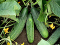 Cucumber Seeds Spacemaster 80, Compact Garden Vegetable, Green, 50 Seeds
