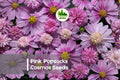 Pink Popsocks Cosmos Seeds - 200+ Frilly Pink Blooms, Cosmos bipinnatus, Cottage Garden, Cut Flowers, Pollinator-Friendly