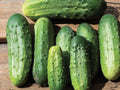 Cucumber Seeds | National Pickling Variety | Garden Vegetable | 50 Seeds