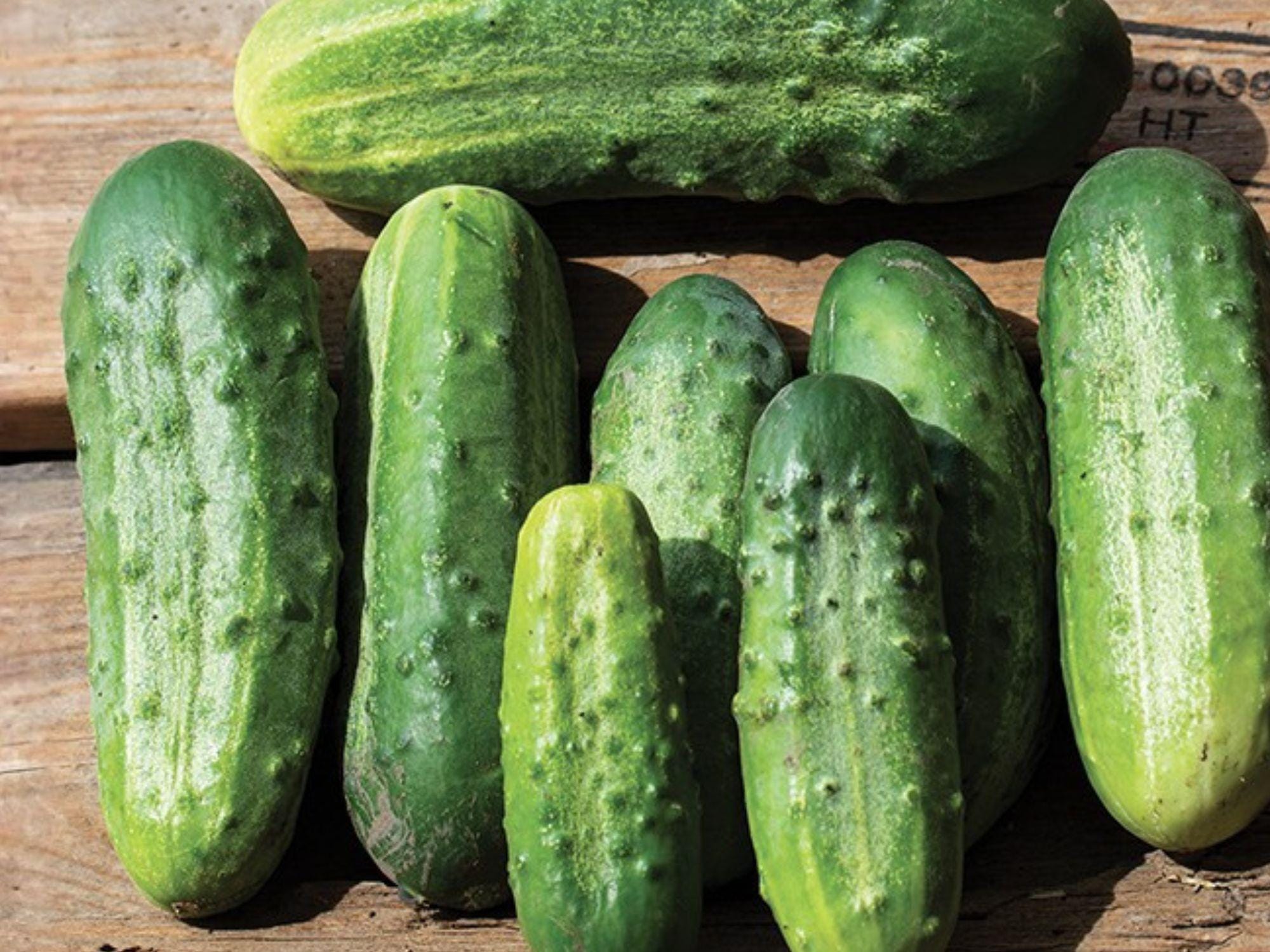 Cucumber Seeds | National Pickling Variety | Garden Vegetable | 50 Seeds