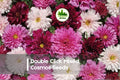 200+ Double Click Mixed Cosmos Seeds - Pink, White, Rose, Cranberry | Cosmos bipinnatus Annual Flower Seed Pack
