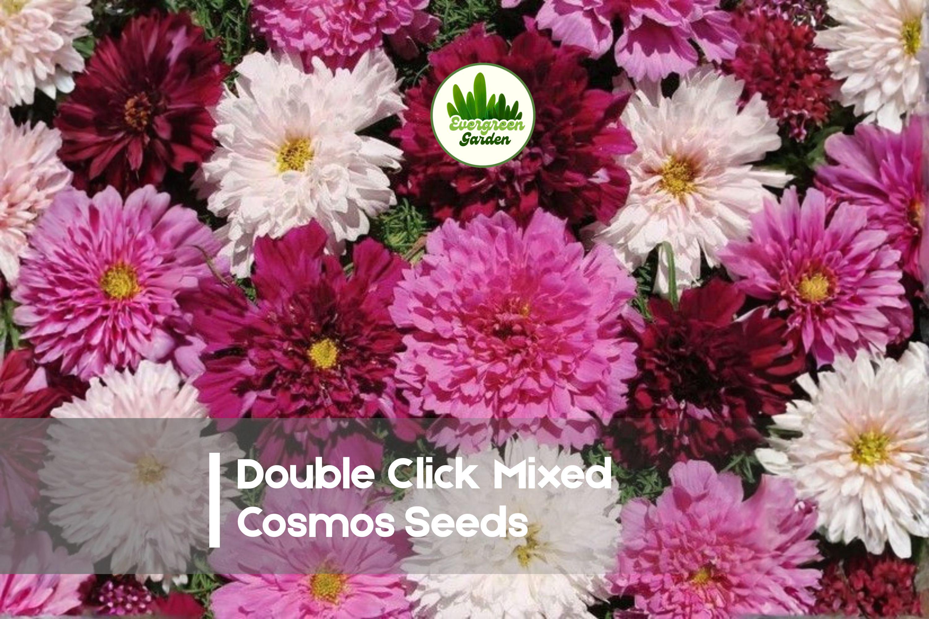 200+ Double Click Mixed Cosmos Seeds - Pink, White, Rose, Cranberry | Cosmos bipinnatus Annual Flower Seed Pack