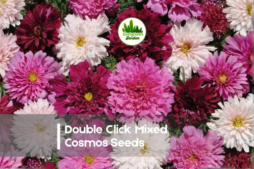 200+ Double Click Mixed Cosmos Seeds - Pink, White, Rose, Cranberry | Cosmos bipinnatus Annual Flower Seed Pack
