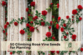 Climbing Rose Vine Seeds for Planting, Ornamental Flowering Rose, Rosa spp., Garden Trellises & Fences