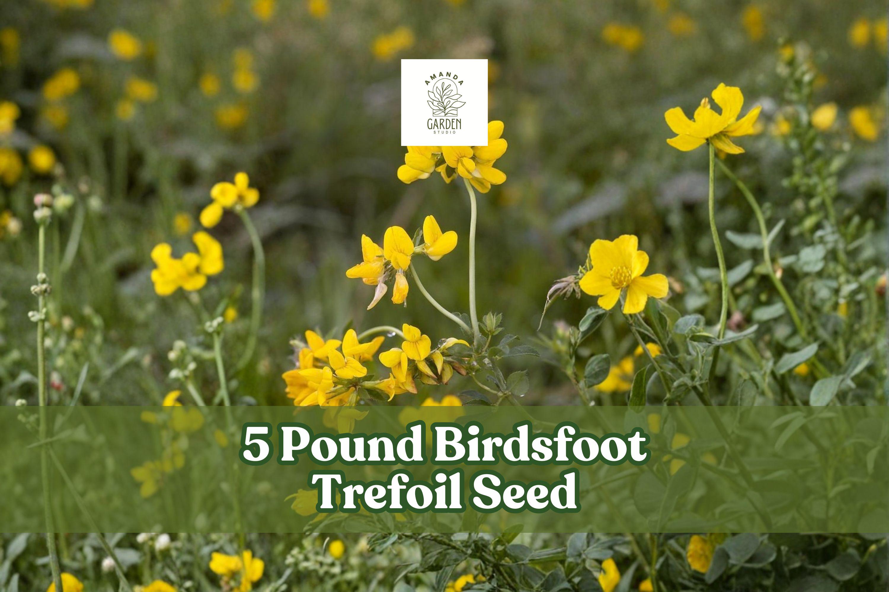 5 Pound Birdsfoot Trefoil Seed for Pasture and Forage Crop | Lotus corniculatus Legume Seeds