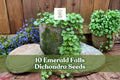 10 Emerald Falls Dichondra Seeds for Trailing Ornamental Foliage, Dichondra argentea for Hanging Baskets & Containers