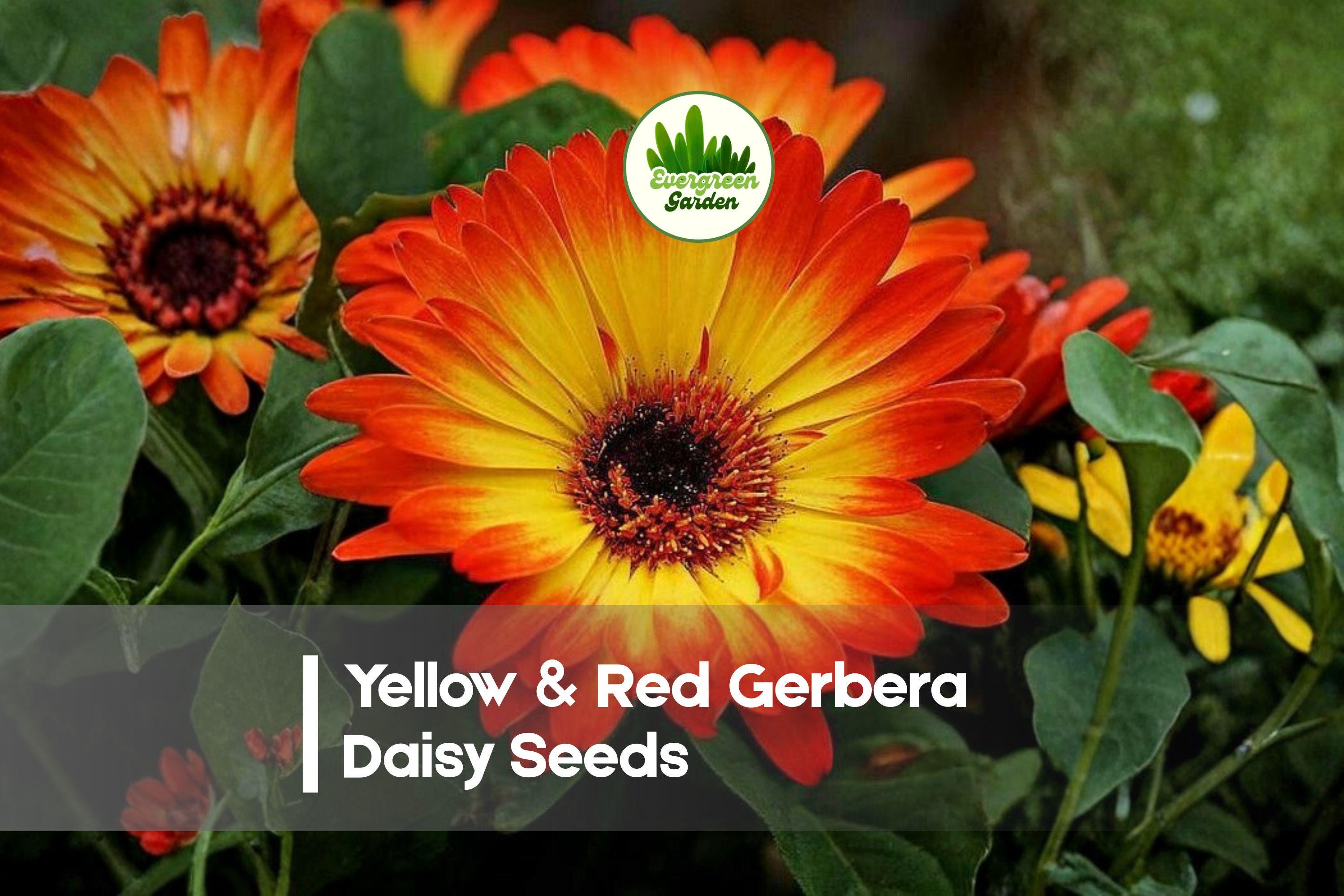 200+ Yellow & Red Gerbera Daisy Seeds - Vibrant Bicolor Blooms Gerbera jamesonii for Garden, Pots & Borders