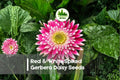 200+ Red & White Spiked Gerbera Daisy Seeds - Vibrant Bicolor Flowers, Gerbera jamesonii, Perennial & Annual, Full Sun, Easy to Grow
