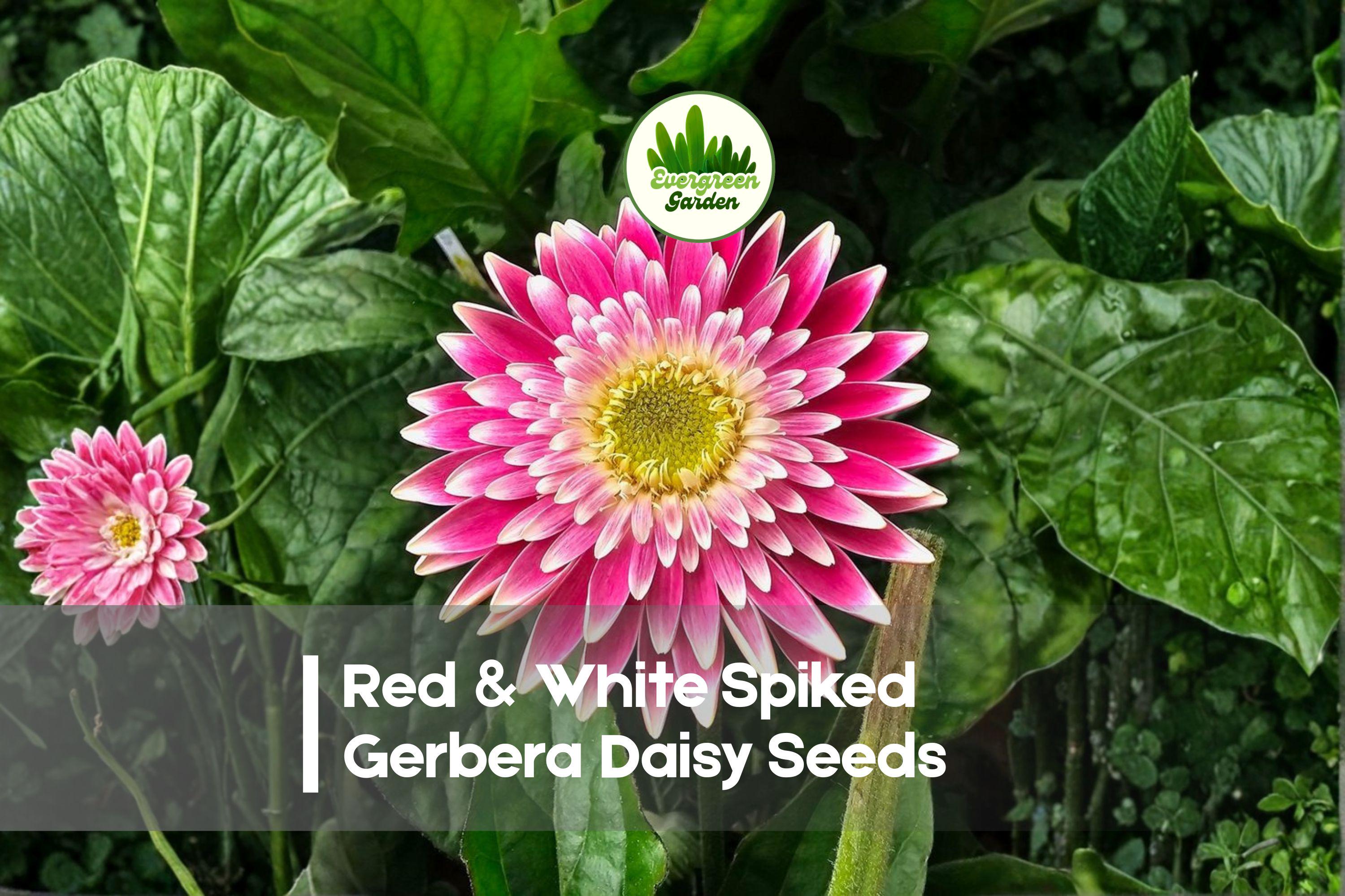 200+ Red & White Spiked Gerbera Daisy Seeds - Vibrant Bicolor Flowers, Gerbera jamesonii, Perennial & Annual, Full Sun, Easy to Grow