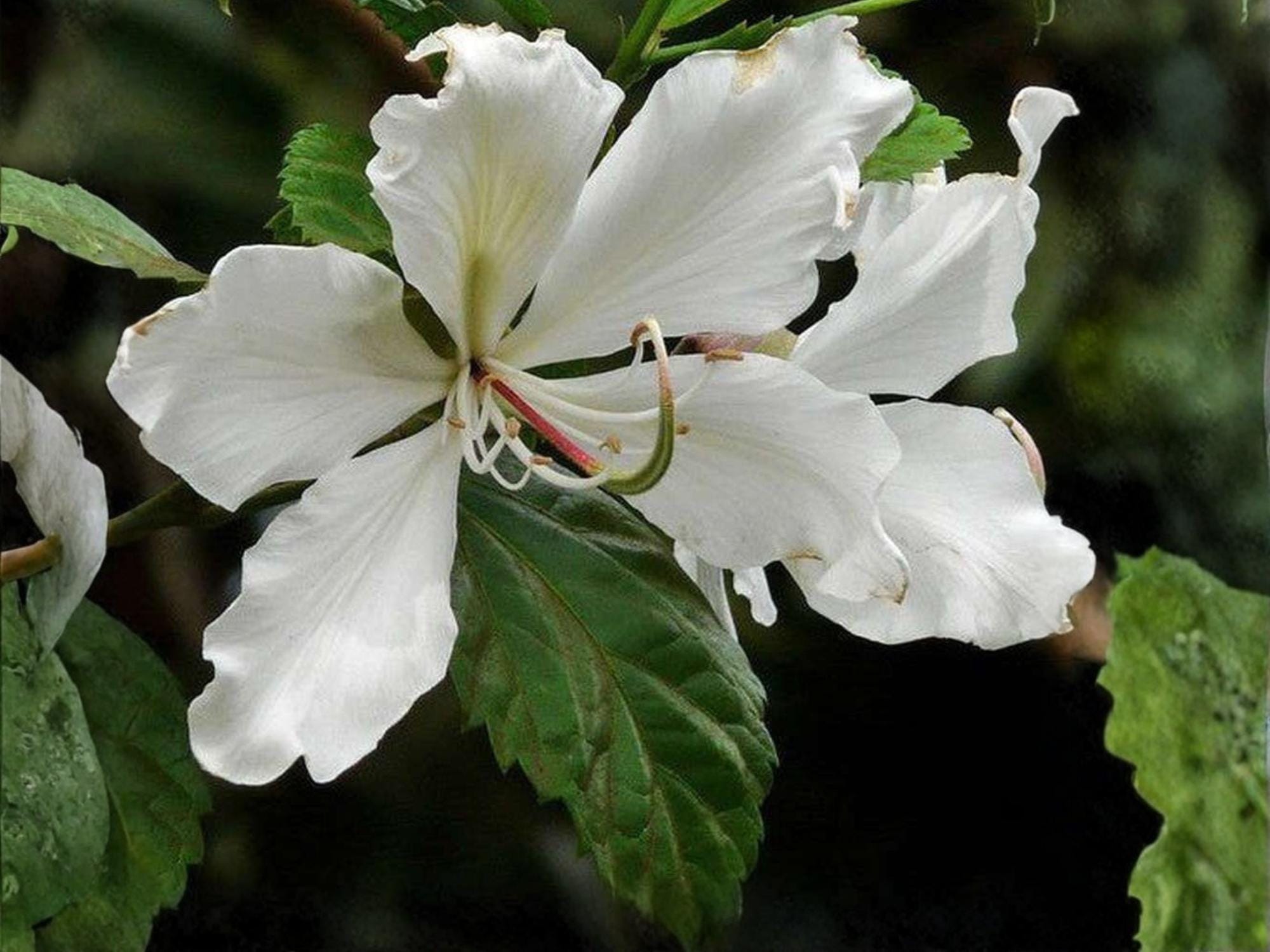 Bauhinia alba White Orchid Tree Seeds – Tropical Ornamental Flowering Plant, Non-GMO, Large White Flowers, Butterfly-Shaped Leaves