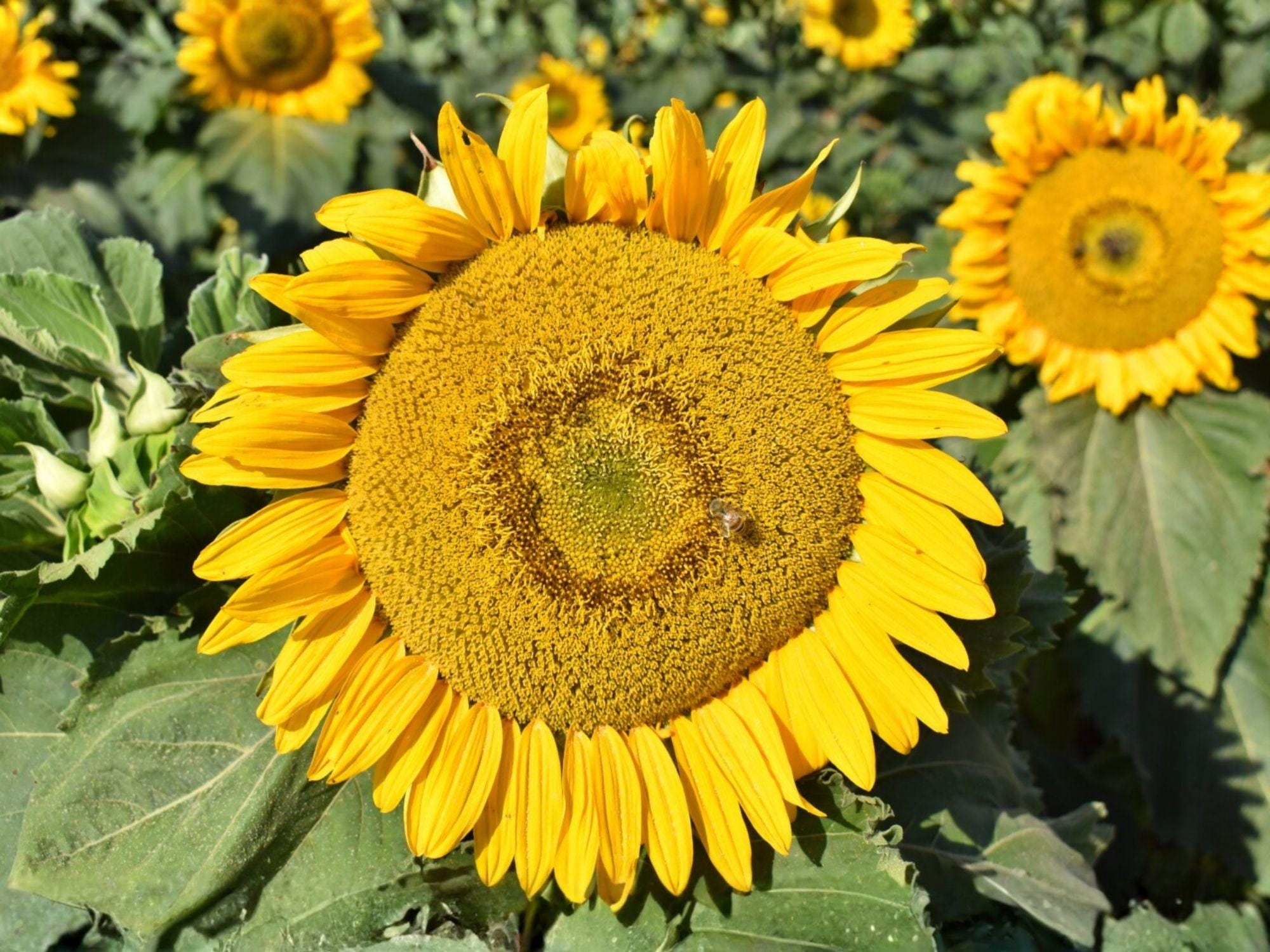 Sunspot Dwarf Sunflower Seeds – Bright Yellow Blooms, Container Friendly, Fast-Growing, Sunflower Seeds for Small Gardens & Containers