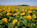 Teddy Bear Sunflower Seeds – Dwarf Sungold, Fluffy Double Blooms, Golden Yellow, Container & Garden Plant, Helianthus annuus