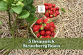 Brunswick Strawberry Bare Root Plants – 5 Pack, Outdoor Garden Strawberry, Fruit-Bearing, Full Sun, Well-Draining Soil