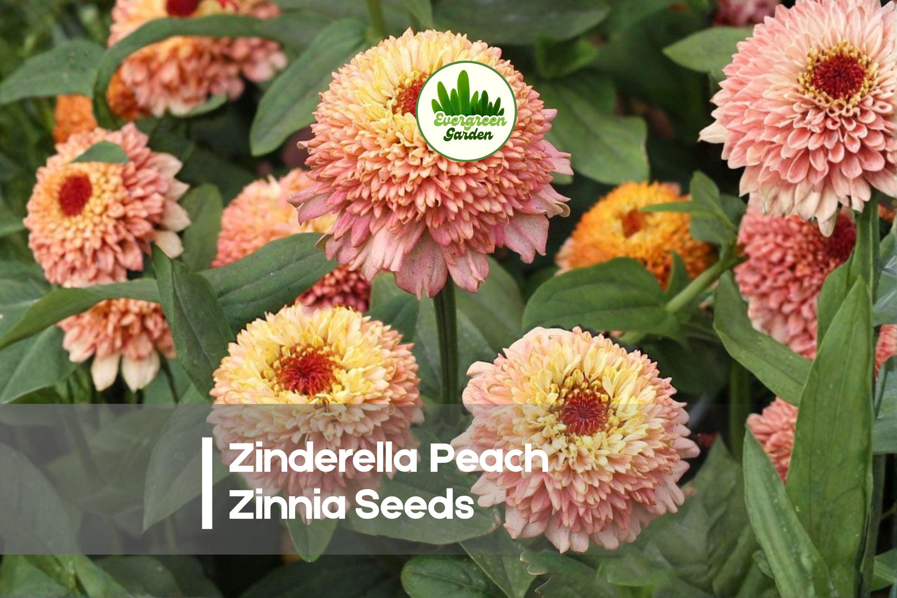 Zinnia Seeds 100+ Zinderella Peach Frilly Blooms for Borders, Cut Flowers, Summer Garden | Zinnia elegans