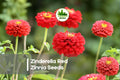 Zinnia Seeds | Zinderella Red, Deep Red, Frilly, Scabiosa-Type, Annual Flower, Zinnia elegans