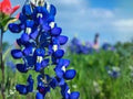 Texas Bluebonnet Seeds - Lupinus texensis, Native Wildflower, Spring Bloom, Pollinator Plant, 50 Seeds