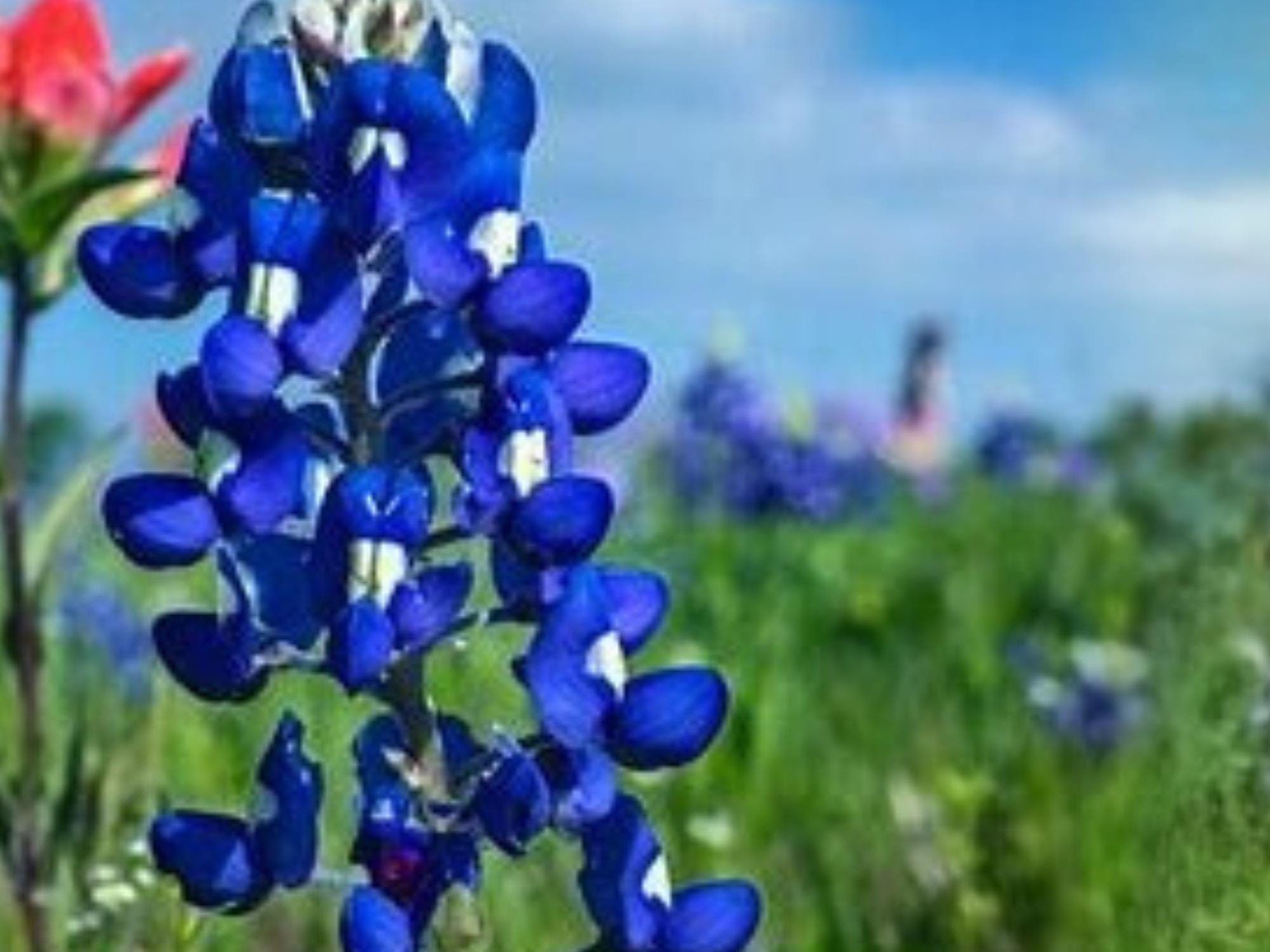 Texas Bluebonnet Seeds - Lupinus texensis, Native Wildflower, Spring Bloom, Pollinator Plant, 50 Seeds