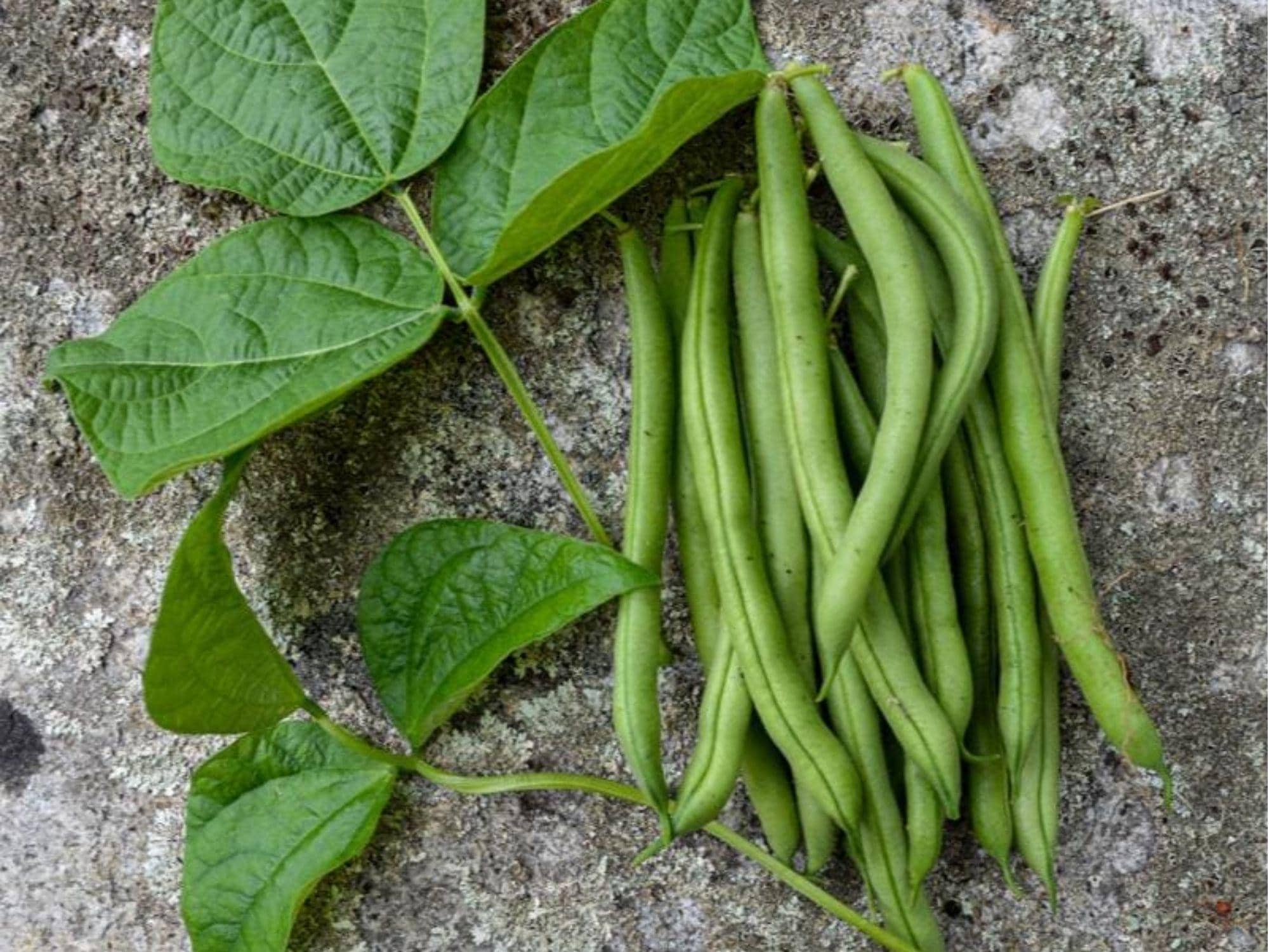 Provider Bush Bean Seeds – 25 Heirloom Non-GMO Green Beans for Easy Gardening, Crisp Stringless Pods