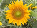 Sunspot Sunflower Seeds | Dwarf Helianthus annuus | Compact Plant with 8-12" Bright Yellow Flowers | 15 Seeds