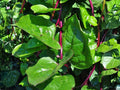 Malabar Spinach Red Stem Seeds, Tropical Heat-Tolerant Vegetable, Climbing Vine, Fast-Growing Green, Edible Leaves & Stems