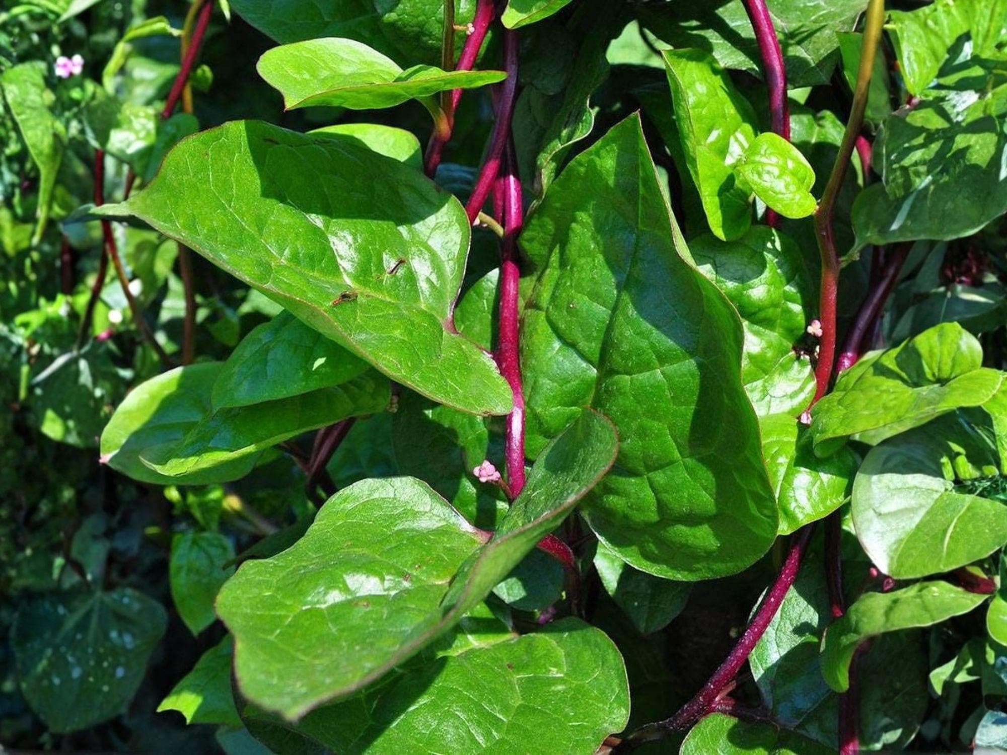 Malabar Spinach Red Stem Seeds, Tropical Heat-Tolerant Vegetable, Climbing Vine, Fast-Growing Green, Edible Leaves & Stems