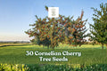 30 Cornelian Cherry Tree Seeds - Ornamental Deciduous Tree Cornus mas for Garden & Landscape Planting
