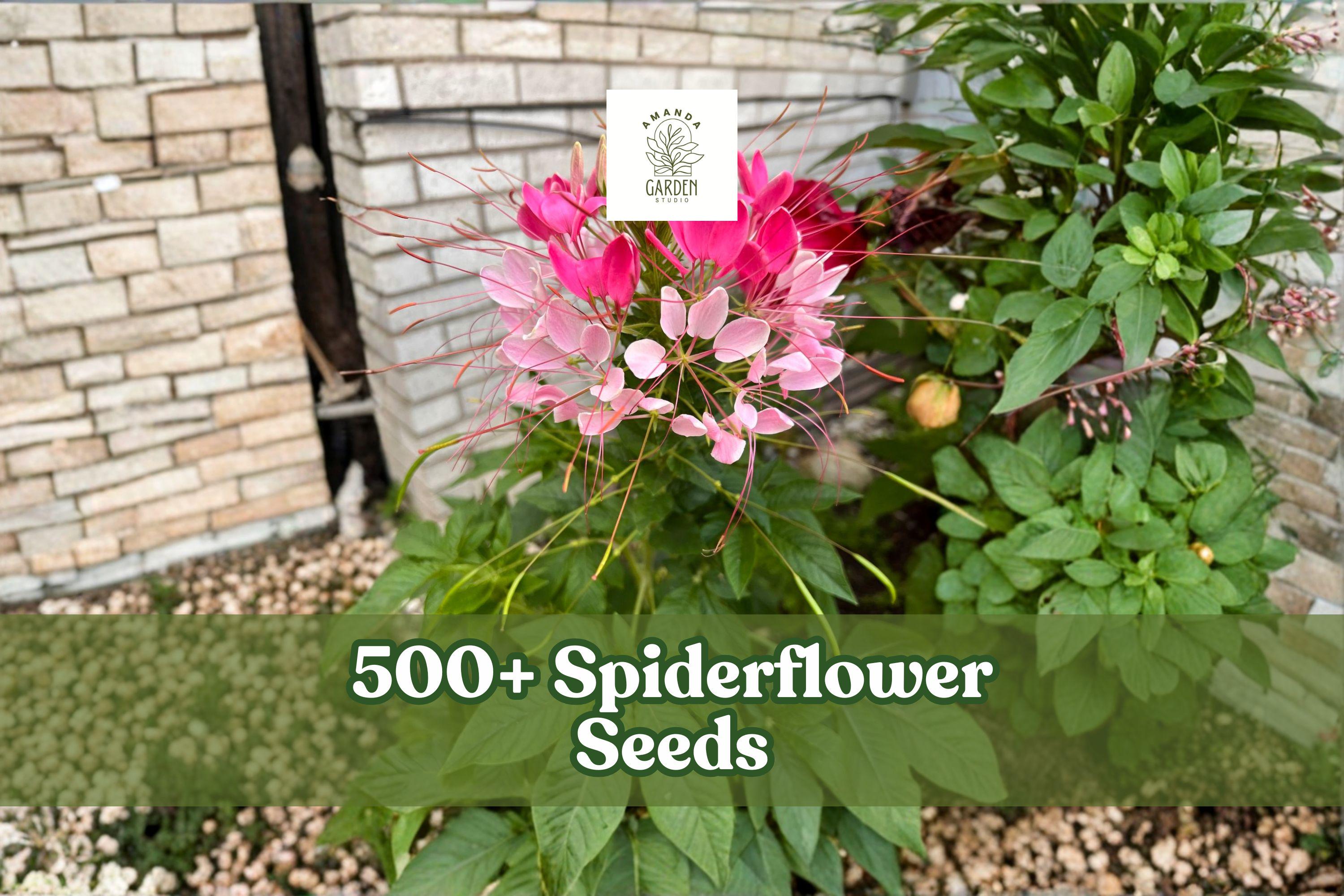 500+ Spiderflower Seeds for Planting, Cleome hassleriana, Mixed Color Annual Flowers for Garden Beds