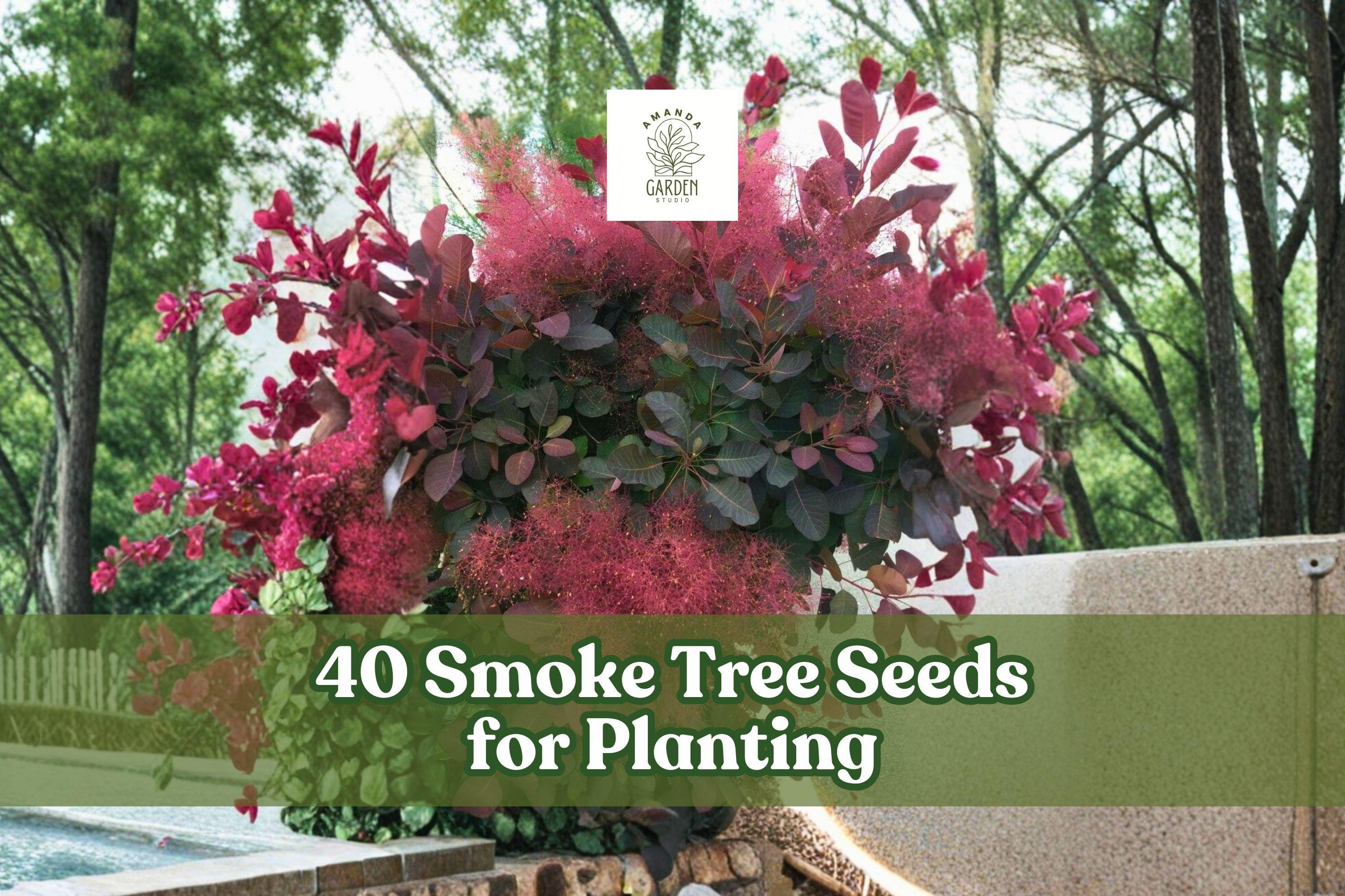 40 Smoke Tree Seeds for Ornamental Landscape Planting Cotinus coggygria, Deciduous Tree, Airy Flower Clusters