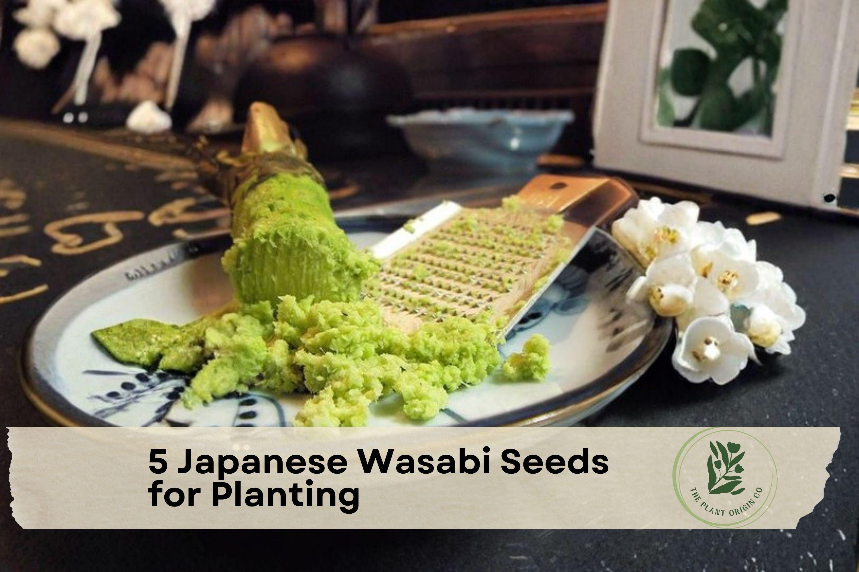 Japanese Wasabi Seeds for Planting - Wasabia japonica, Culinary Herb, Rare Perennial Plant Seeds